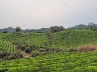 green tea plantation
