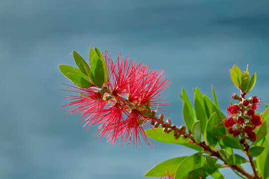 Karminroter Zylinderputzer (Callistemon citrinus)