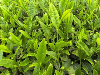 close up of green tea leaves
