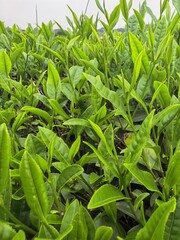 Obraz premium close up of green tea leaves 