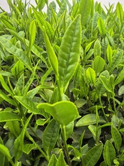 close up of green tea leaves
