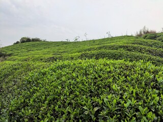 green tea plantation