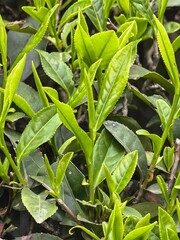 close up of green tea leaves
