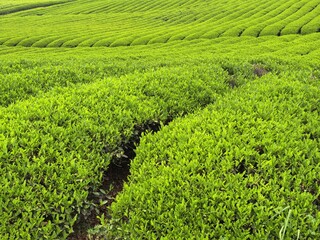 green tea plantation