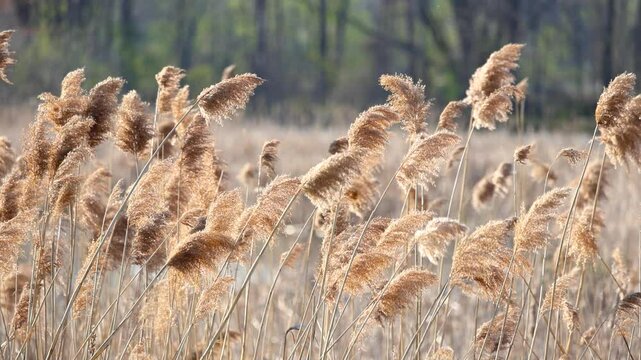 Tall brown bulrush grass with feather reeds swaying to wind
