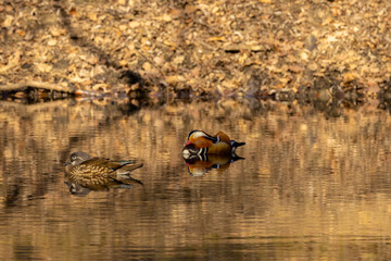 Mandarin duck bird in the lake in autumn. Water birds in the wild nature