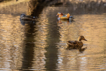 Mandarin duck bird in the lake in autumn. Water birds in the wild nature
