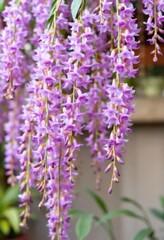 Obraz premium Stunning Lavender Orchid Blooms Cascading Down