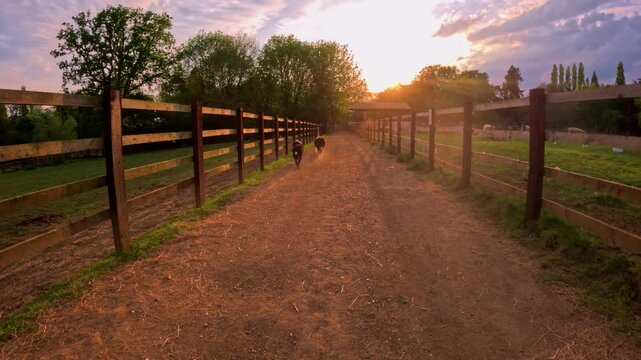 Border collie dogs on farm land sunset evening light playing with toys. 4k HDR walking England UK herding.