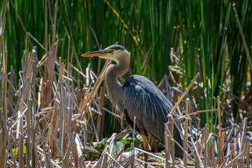 Great Blue Heron Standing in Reeds – Wetland Wildlife Close-Up