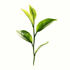 Fresh Green Tea Leaves Branch on Yellow Transparent background