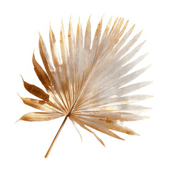 Dried Palm Leaf with Gold Tones - Isolated on Green Transparent background