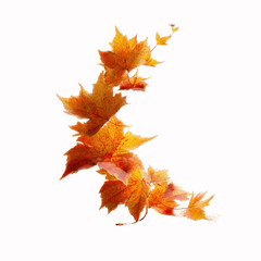 Obraz premium Autumnal Maple Leaves Swirling Design Element