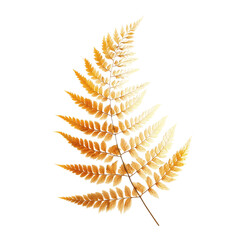 Golden Autumn Fern Frond, Isolated on Green Transparent background