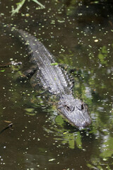 American alligator swimming in swamp water. 