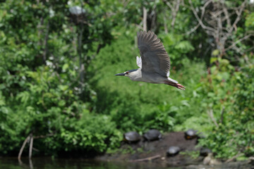 Black crowned heron inflight. 