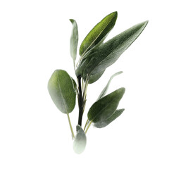 Obraz premium Fresh Sage Sprig with Dew Drops - Isolated on White
