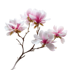 Obraz premium Elegant Magnolia Blossom Branch - Spring Flowers