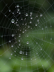 Water Drops on Spider Web