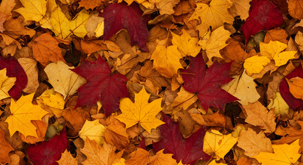 Colorful Autumn Leaves Covering Ground in Vibrant Nature Scene