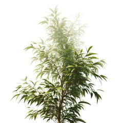 Obraz premium Lush Green Ficus Microcarpa Tree with Sunlight Filtering Through Leaves