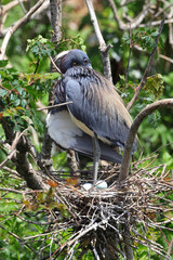 Little blue heron nursing and turning little blue eggs in nest. 