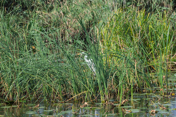 A bird is standing in a field of tall grass