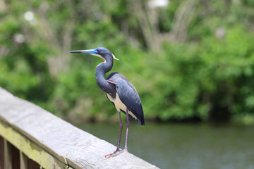 Little blue heron perched on deck railing. 