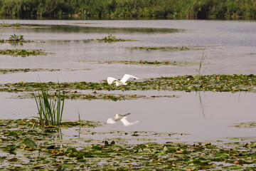 A bird is flying over a pond with lily pads