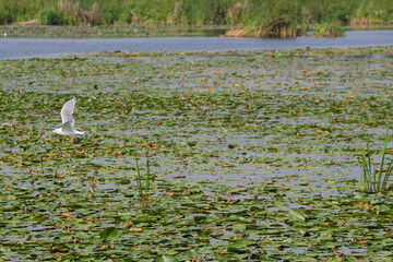 A bird flies over a pond full of lily pads