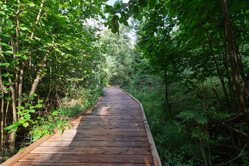 A wooden boardwalk in a forest with trees on both sides
