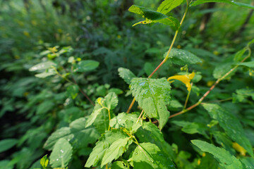 A leafy green plant with droplets of water on it