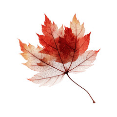 Intricate Skeleton of Autumn Maple Leaf