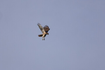Juvenile eagle taking off inflight, against blue sky. 