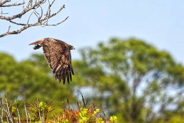 Juvenile eagle taking off inflight, against blue sky. 