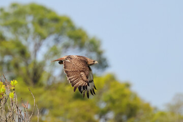 Juvenile eagle taking off inflight, against blue sky. 