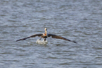 Brown pelican inflight over ocean surf. 