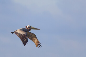 Brown pelican inflight over ocean surf. 