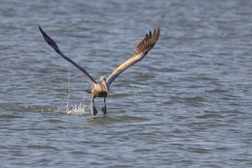 Brown pelican inflight over ocean surf. 