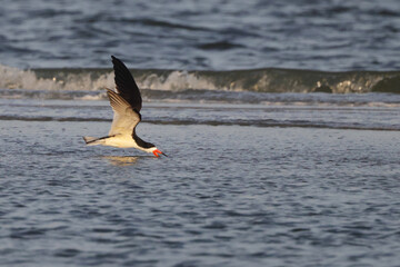 Black skimmer cruising skimming for minnows at the water's edge. 