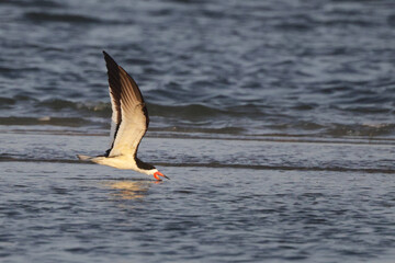 Black skimmer cruising skimming for minnows at the water's edge. 