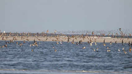 flock of shore birds in ocean surf