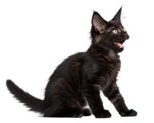Black kitten arching its back and hissing on white background