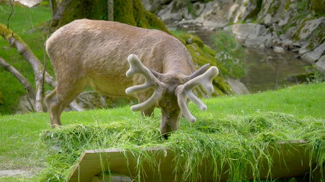 Slow-motion of a reindeer (Rangifer tarandus) eating green hay in its zoo enclosure during daytime