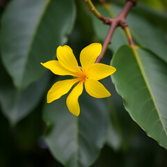 Fototapeta premium Flashy yellow flower of Portia tree blooming on branch and blur dark green leves background, Thailand. Another name is Indian Tulip Tree, Pacific Rosewood, Seaside Mahoe, Milo and Aden Apple.