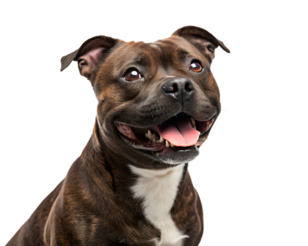 Happy staffordshire bull terrier panting with mouth open and big smile