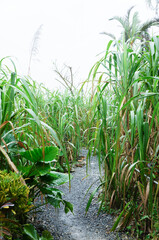 雨の中、背の高い草が広がる風景