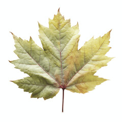 Fototapeta premium Single Frost-Covered Maple Leaf on Cyan Transparent background