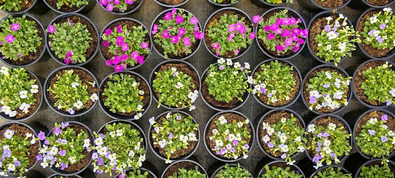 Aubrieta in flower pots.
Compact aubrey bushes with lilac and white flowers in plastic pots. Spring seedlings for sale or for flower beds. View from above.