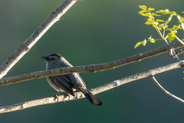 Gray Catbird on a branch 